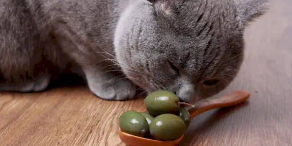 Waarom zijn sommige katten zo geobsedeerd door olijven?