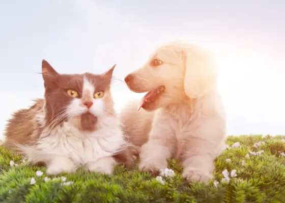 Imagem encantadora mostrando uma interação emocionante entre um gato e um cachorro.