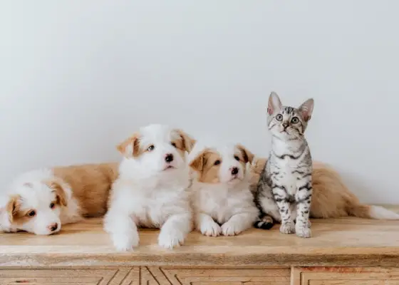 Immagine inclusiva raffigurante un gatto che convive comodamente con un gruppo di cani.