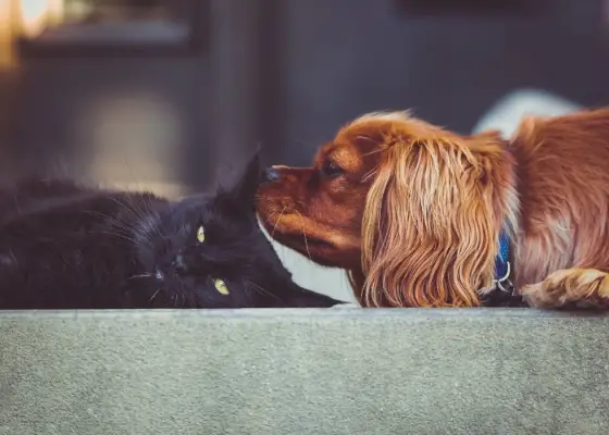 猫と犬がふざけ合うふれあいの瞬間を捉えた心温まる写真。