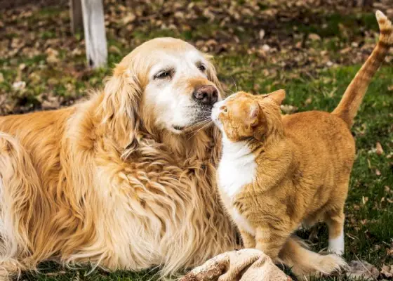 Schattige afbeelding van een schattige kat en hond die elkaar nieuwsgierig en vriendelijk begroeten.