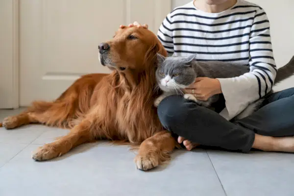 Bliver katte jaloux på hunde?