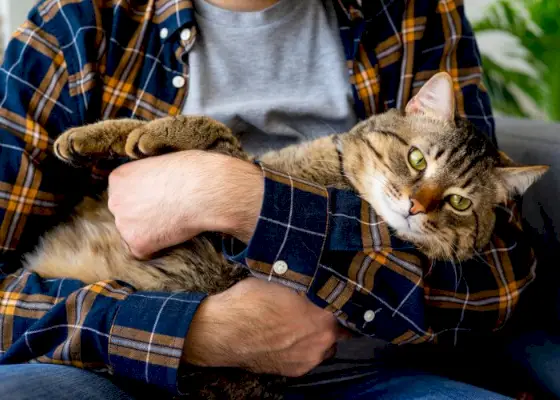 Foto eines Mannes, der seine Katze sanft im Arm hält und dabei entspannt wirkt und in einer angenehmen Umgebung eine enge Verbindung aufbaut.