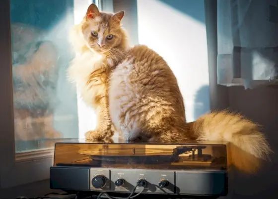 Una imagen artística que presenta un gato junto a un tocadiscos.