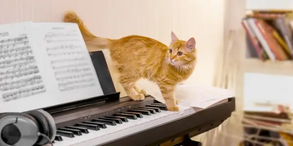 Ein Bild darüber, ob Katzen Musik mögen.