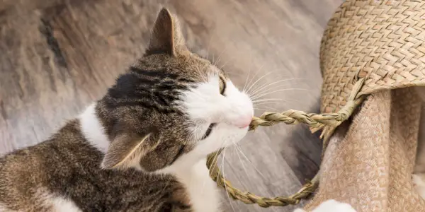 Gato masticando una cesta