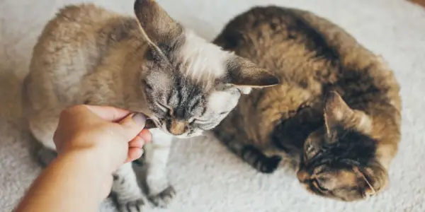 Une femme donne une friandise aux chats du Devon