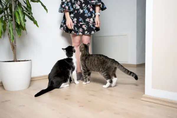 twee katten kijken naar de eigenaar