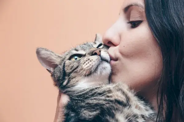 Una imagen adorable que captura un momento conmovedor en el que dos gatos participan en una interacción dulce y afectuosa.