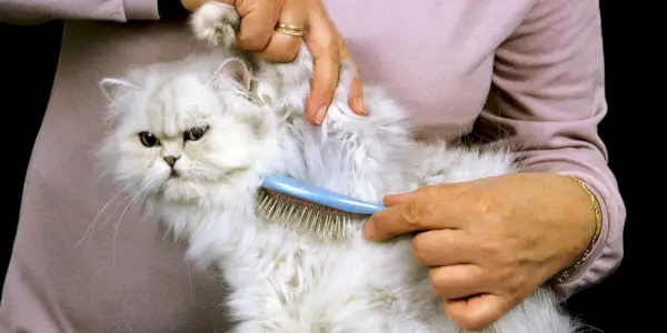 Uma imagem elegante mostrando um gato persa cuidando da aparência.