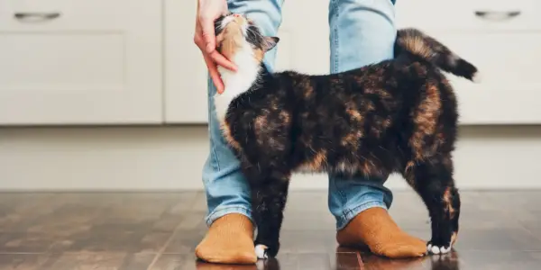 Una imagen entrañable que muestra un gato con expresión juguetona, acompañada de una leyenda que dice