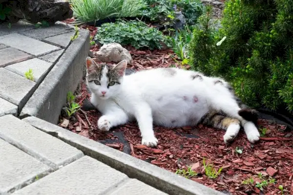 Et bilde som viser en gravid katt som sover fredelig på bakken.