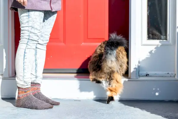 calico maine coon mačka trči unutra do kuće