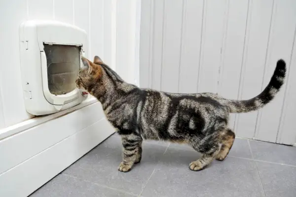 tabby katt i ett hus framför en dörr med en kattlucka