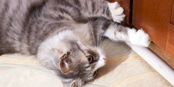 Il gatto grigio prova ad aprire una porta chiusa