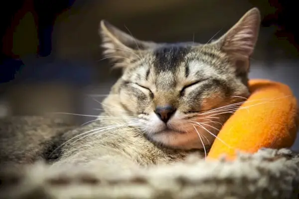 Una imagen de un gato con expresión contenta, que irradia una sensación de satisfacción, felicidad y relajación.