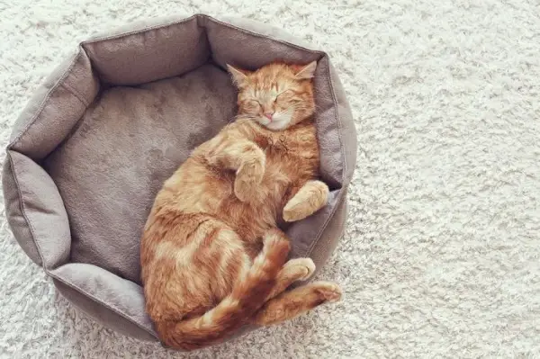 Un gato en un sueño profundo, cómodamente arropado y durmiendo pacíficamente, que encarna la tranquilidad y el descanso del reposo felino.