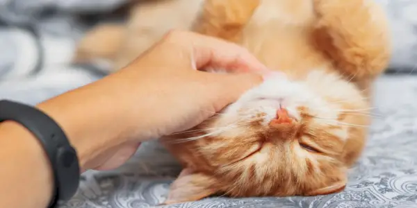 Un chat serein qui dort profondément, accompagné d'un doux ronronnement, symbolisant son contentement et sa détente dans un état de tranquillité.