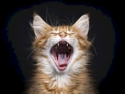 Uma imagem envolvente de um gato malhado vermelho pego no meio de um bocejo, com a boca bem aberta, mostrando os dentes e a língua, capturando um momento sincero de expressão e comportamento felino.