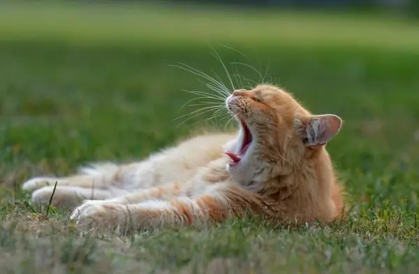 Et herlig bilde som fanger en søvnig katt i ferd med å gjespe, og viser frem dens søvnige øyne, åpne munn og litt hengende holdning, som formidler en følelse av bedårende døsighet og avslapning.