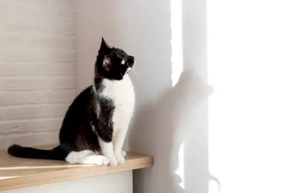 Un'immagine che mostra un gatto in bianco e nero che fissa un muro, con un atteggiamento pensieroso e attento, suscitando curiosità verso lo stimolo che cattura il suo interesse.