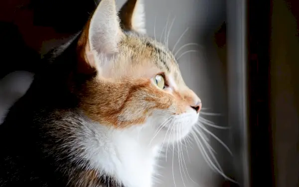 Ein bezauberndes Bild einer Katze, die an einem Fenster sitzt und voller Staunen und Neugier nach draußen blickt, während sie die Welt dahinter beobachtet.