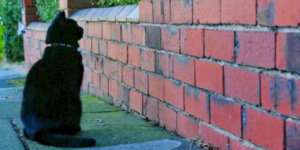 Una imagen intrigante de un gato negro mirando fijamente una pared, exhibiendo una expresión concentrada y contemplativa, que invita a la curiosidad sobre la fuente de su atención.