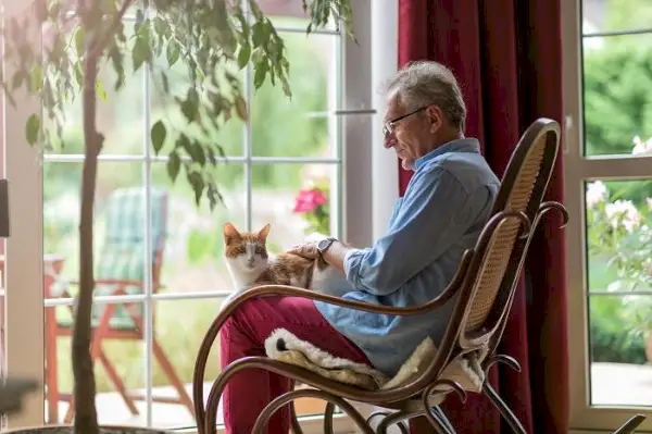 Yaşlı bir kedi bir bireyin üzerinde dinleniyor