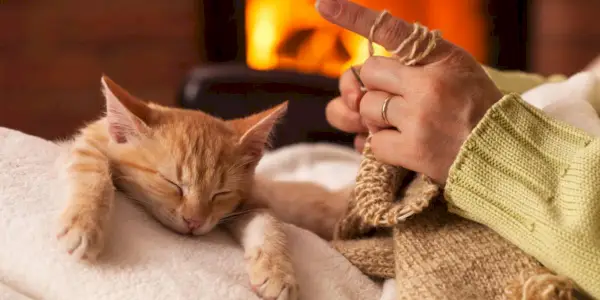 Warum sitzen Katzen gerne auf dem Schoß?