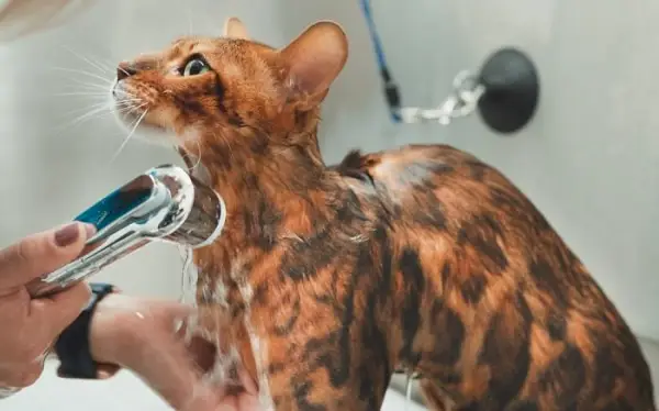 Besitzer badet sanft eine Bengalkatze