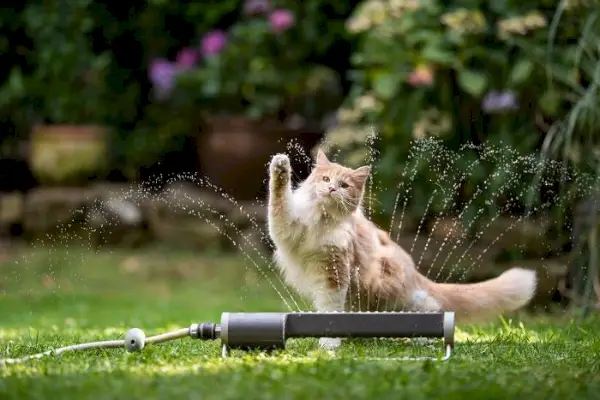 Katze beschäftigt sich beim Spielen freudig mit Wasser