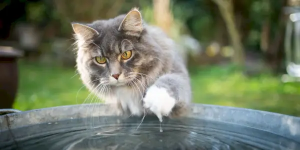 Blauwe Cyperse en witte Maine Coon-kat die speels met water in wisselwerking staat