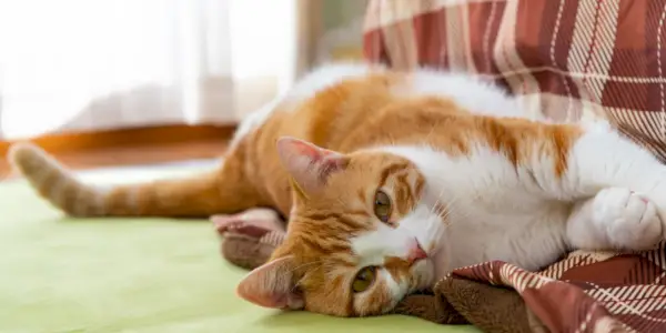 Gato amasando con patas sobre una superficie suave