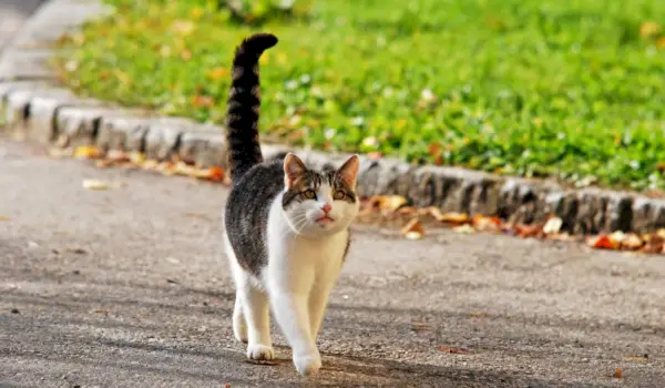 猫のしっぽが震えたり震えたりするのはなぜですか?