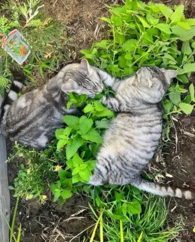 Schlafpositionen für Katzen, Nickerchen in sozialen Gruppen