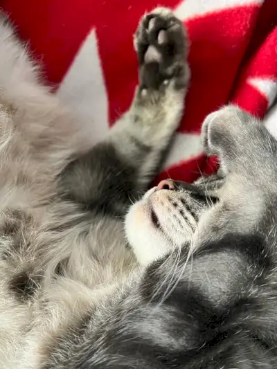 котешки позиции за сън Paw Across The Face