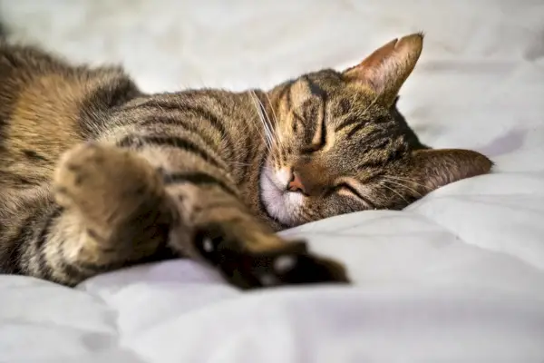 8 posizioni comuni per dormire nei gatti e cosa significano veramente