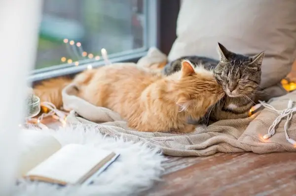 크리스마스 테마의 담요 아래에 포근하게 누워 있는 고양이 두 마리