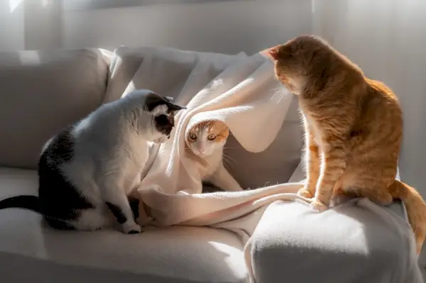 Drie charmante katten vastgelegd in één frame