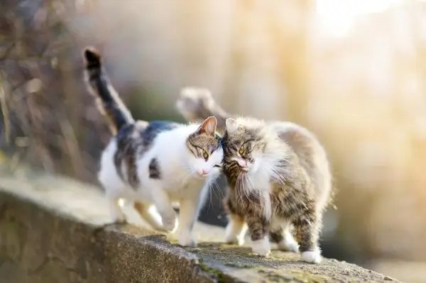 Due gatti che camminano con grazia, fianco a fianco.