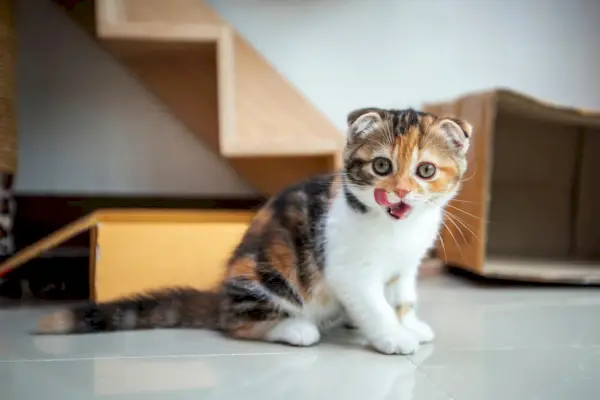 Pisica Scottish fold se joacă în casă