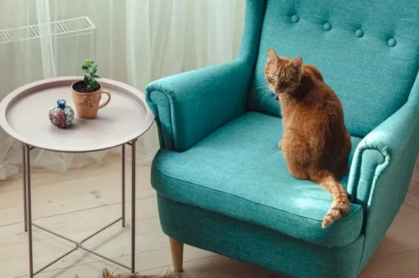 La imagen muestra a un gato tranquilo, recostado en una silla y ejemplifica su capacidad para encontrar consuelo en varios lugares.