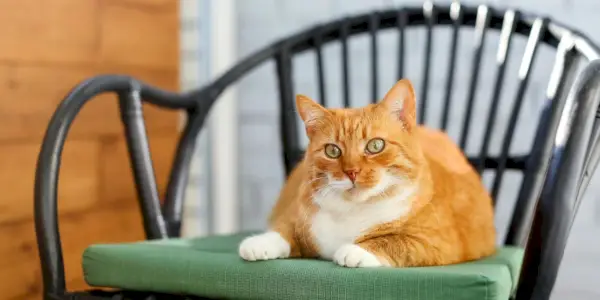 Katze sitzt auf einem Stuhl.