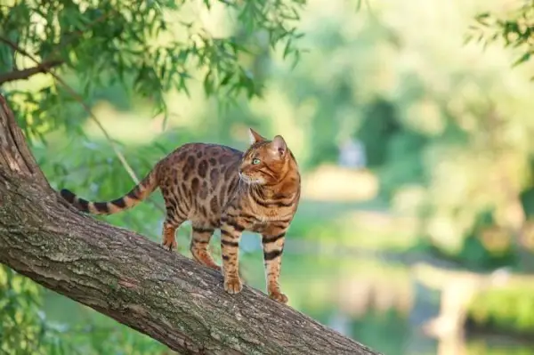 Bengalkatze sitzt anmutig auf einem Ast.