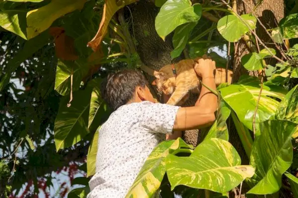 Homem resgatando um gato preso em uma árvore, demonstrando cuidado e assistência