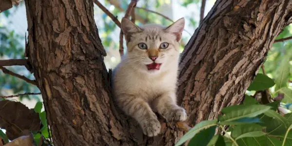 Kedi bir ağaca tünemiş, yüksek manzaranın tadını çıkarıyor.