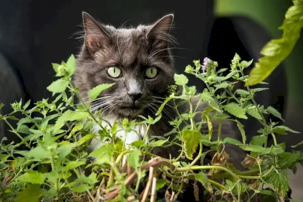 Близък план на котка, която се захваща с котешка трева.