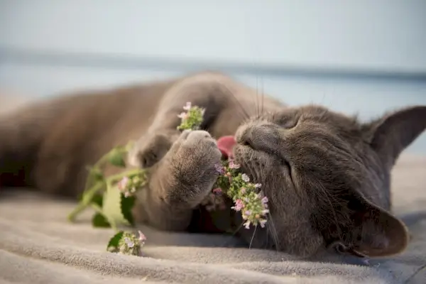 Gatto in un momento di pura felicità mentre si gode l'erba gatta.