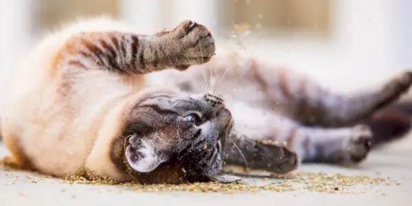 Verspielte Katze rollt freudig in einem Haufen Katzenminze.