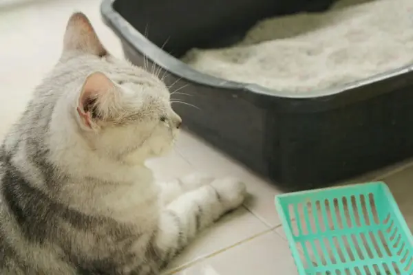 Katze mit Katzentoilette und Schaufel